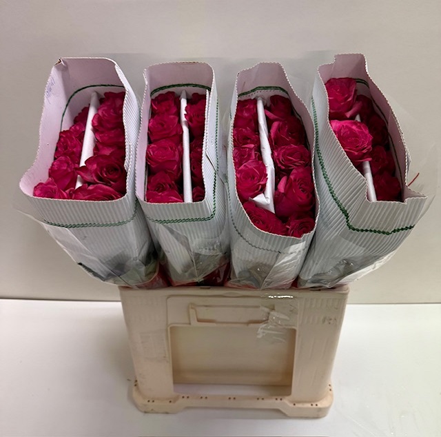 Rosa gr paloma royale KW.jpg
